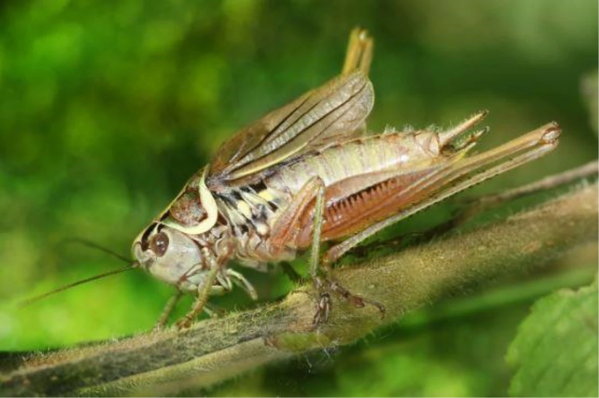 Cırcır Böceği Hakkında Bilinmeyenler ve Özellikleri