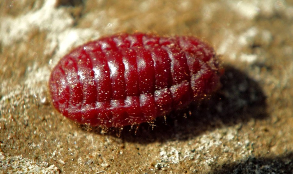 Cochineal Böceği Türleri ve Özellikleri