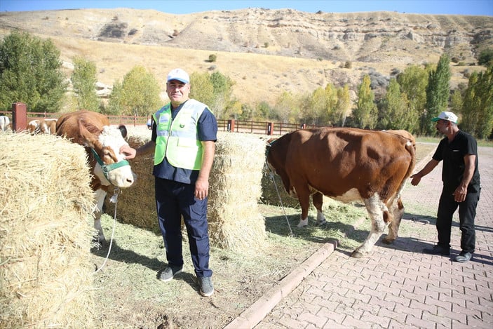 Deprem bölgesindeki besicilere destek! 5 bin 804 büyükbaş hayvan dağıtımına başlandı