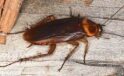 Kalorifer Böceği Nasıl Yok Edilir, Nasıl Bulunur? Kalorifer Böceği Hangi Kokuyu Sevmez?