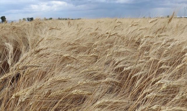 Tekirdağ’da İlk buğdaylar toprakla buluşuyor