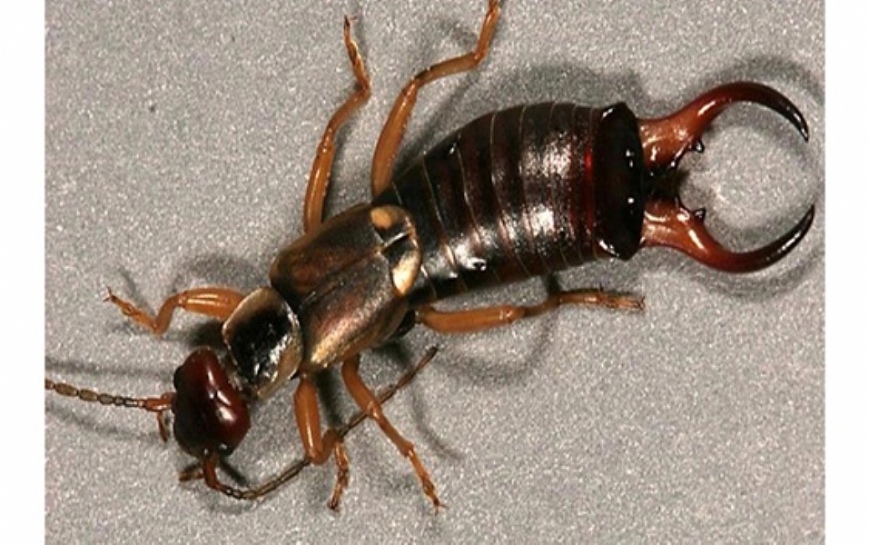 Kıskaç Böceği zararlı mıdır? Türleri ve Özellikleri