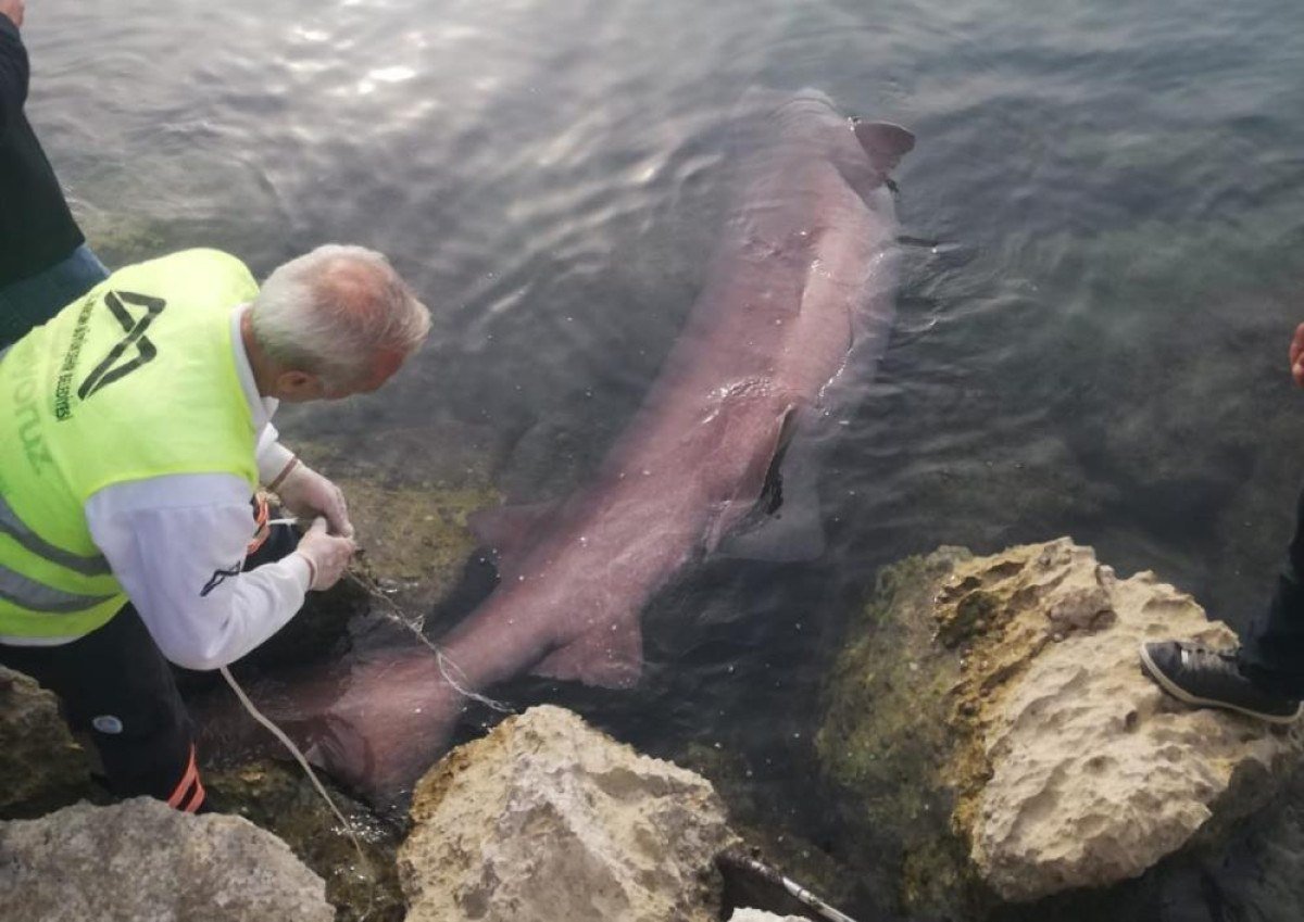 Mersin’de 4 metrelik camgöz köpek balığı kıyıya vurdu